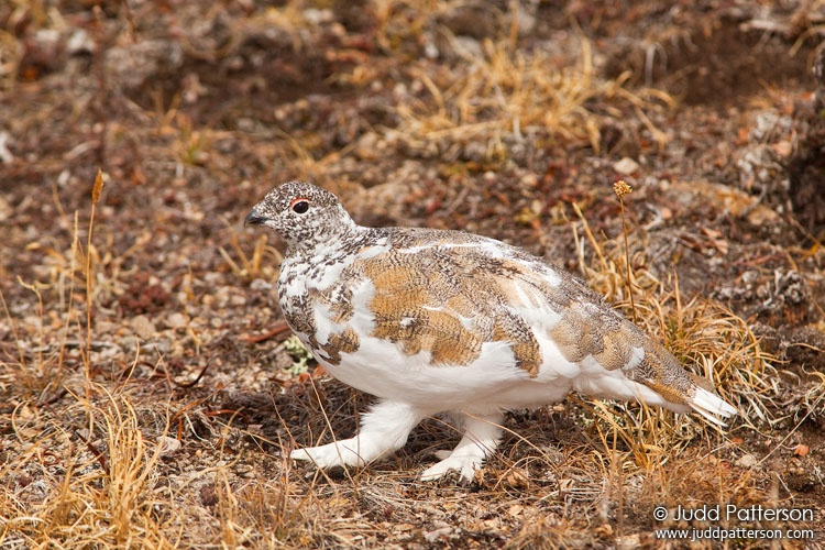 White-tailed Ptarmigan, White River National Forest, Colorado, United States