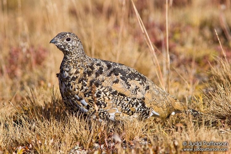 White-tailed Ptarmigan, Rocky Mountain National Park, Colorado, United States