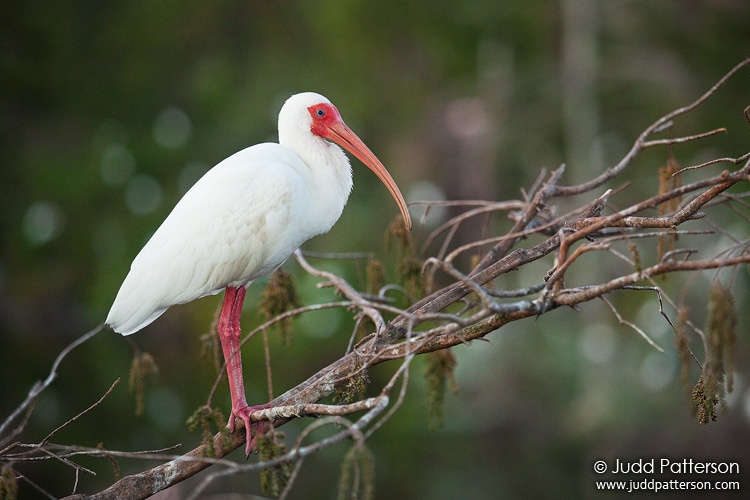 White Ibis, Gatorland, Orlando, Florida, United States