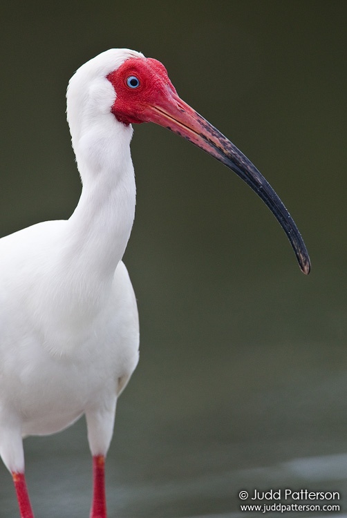 White Ibis, Little Estero Lagoon, Florida, United States