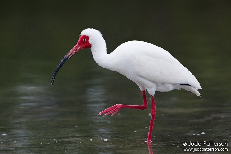 White Ibis, Little Estero Lagoon, Florida, United States