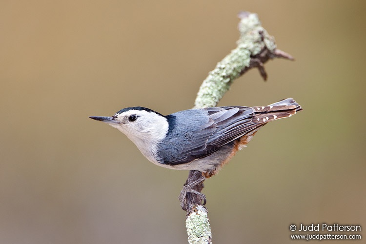 White-breasted Nuthatch, Madera Canyon, Pima County, Arizona, United States