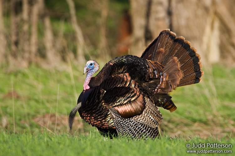 Wild Turkey, Konza Prairie, Kansas, United States