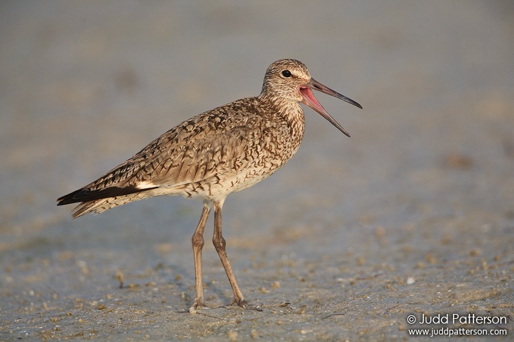 Willet, Fort De Soto Park, Florida, United States