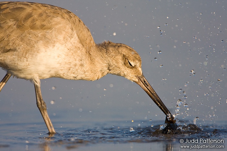 Willet, Fort De Soto Park, Florida, United States