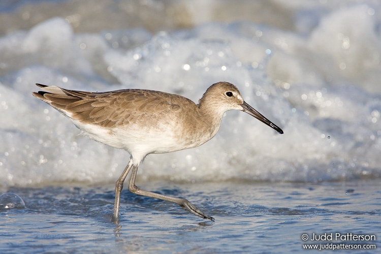 Willet, Fort De Soto Park, Florida, United States