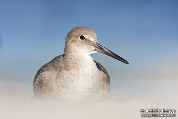 Willet, Fort De Soto Park, Florida, United States