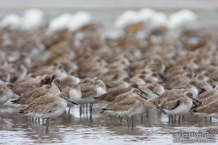 Willet, Everglades National Park, Florida, United States