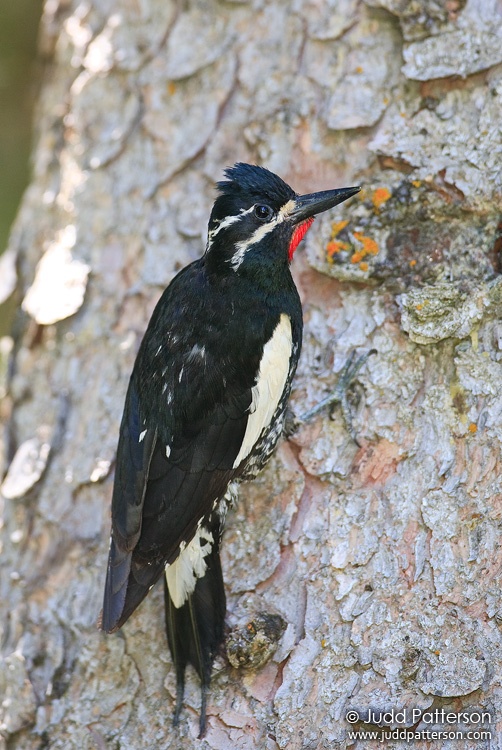 Williamson's Sapsucker, Wasatch-Cache National Forest, Utah, United States