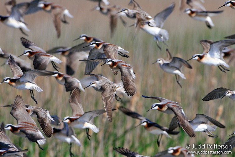 Wilson's Phalarope, Quivira National Wildlife Refuge, Kansas, United States