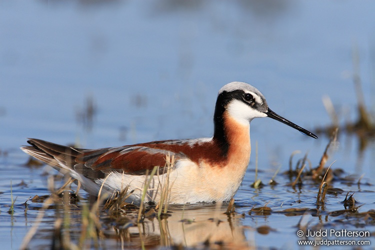 Wilson's Phalarope, Quivira National Wildlife Refuge, Kansas, United States