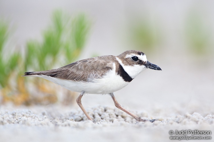 Wilson's Plover, Little Estero Lagoon, Florida, United States