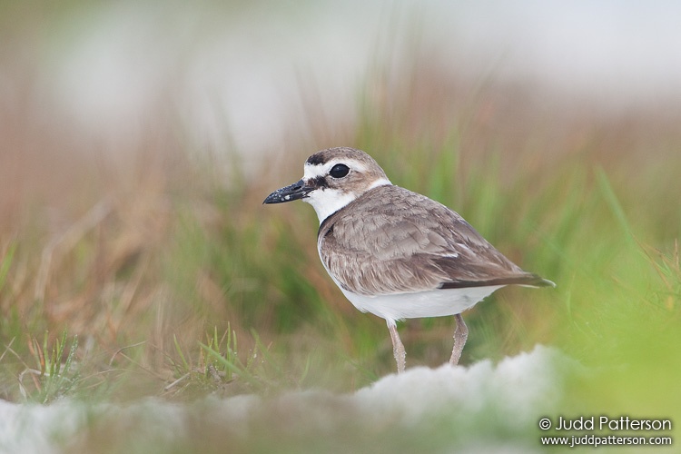 Wilson's Plover, Little Estero Lagoon, Florida, United States