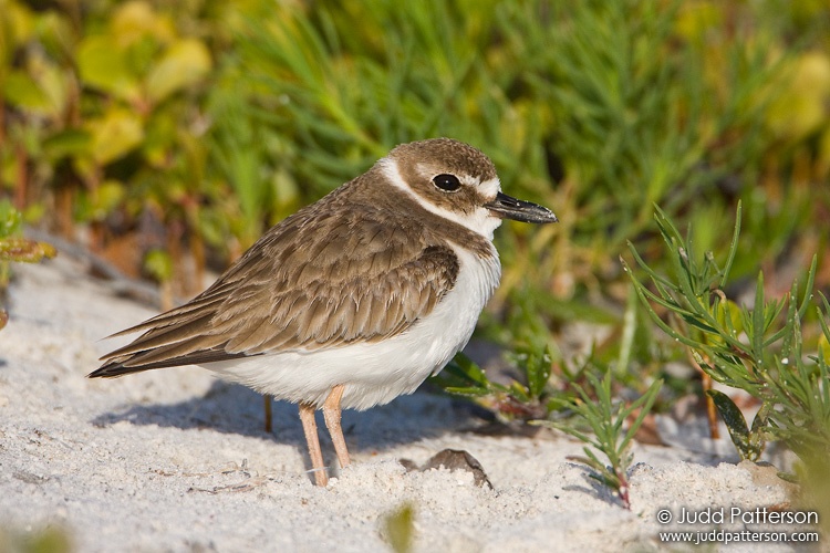 Wilson's Plover, Little Estero Lagoon, Florida, United States