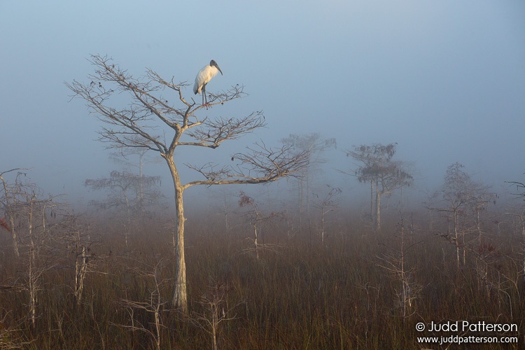 Wood Stork, Everglades National Park, Florida, United States