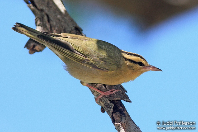 Worm-eating Warbler, Dry Tortugas National Park, Florida, United States