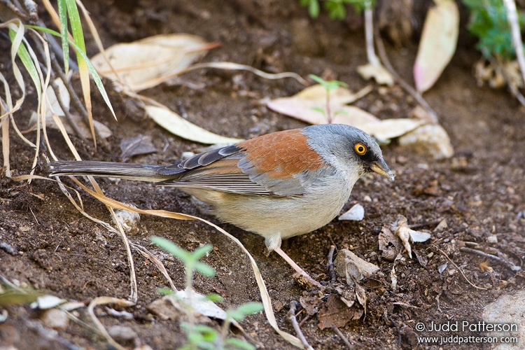 Yellow-eyed Junco, Madera Canyon, Arizona, United States