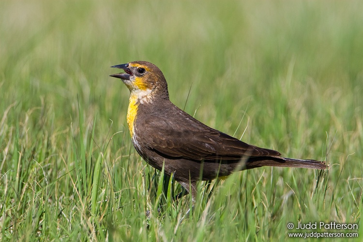 Yellow-headed Blackbird, Cheyenne Bottoms, Kansas, United States