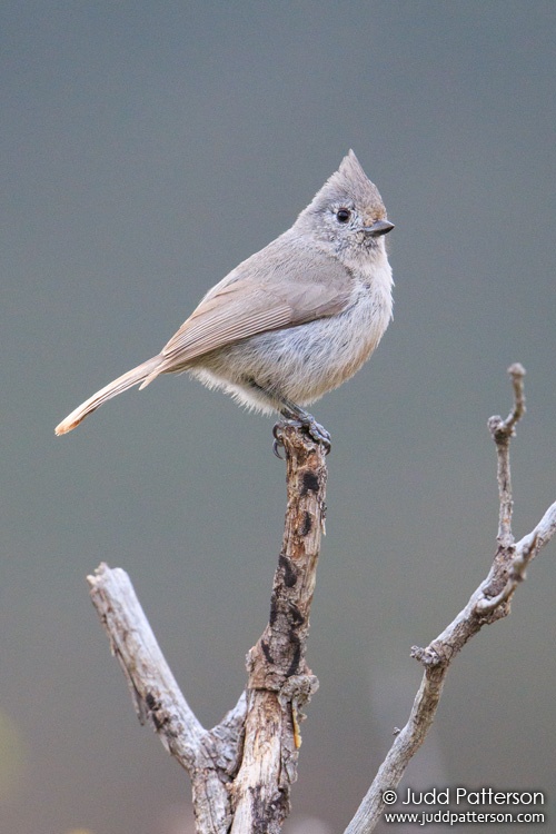 Juniper Titmouse, Garden of the Gods, Colorado, United States