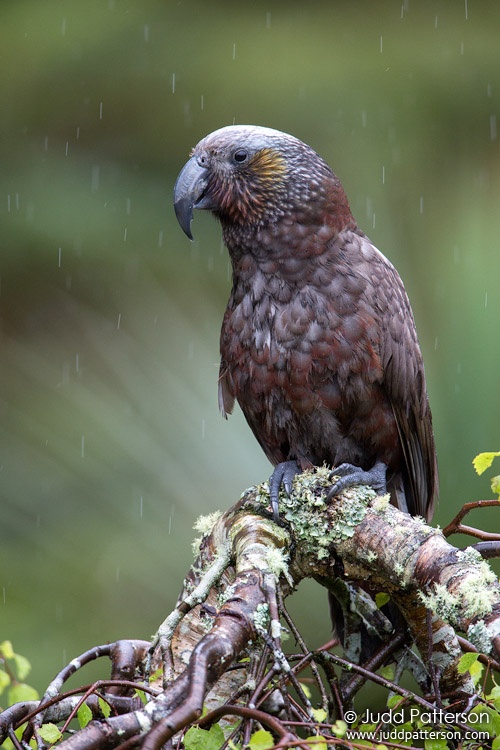 New Zealand Kaka, Stewart Island, New Zealand