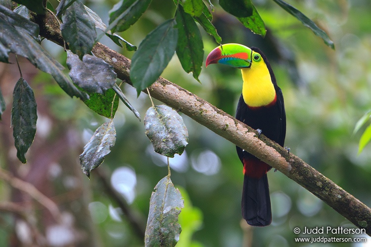 Keel-billed Toucan, Selva Verde Lodge, Heredia, Costa Rica