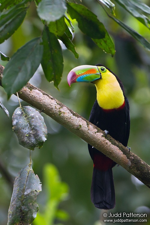 Keel-billed Toucan, Selva Verde Lodge, Heredia, Costa Rica