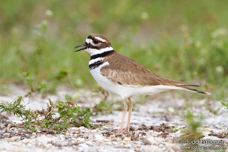 Killdeer, Loxahatchee National Wildlife Refuge, Florida, United States