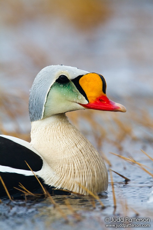 King Eider, Barrow, Alaska, United States