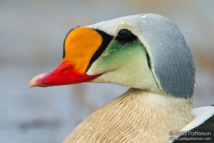 King Eider, Barrow, Alaska, United States