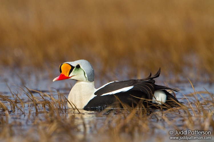 King Eider, Barrow, Alaska, United States