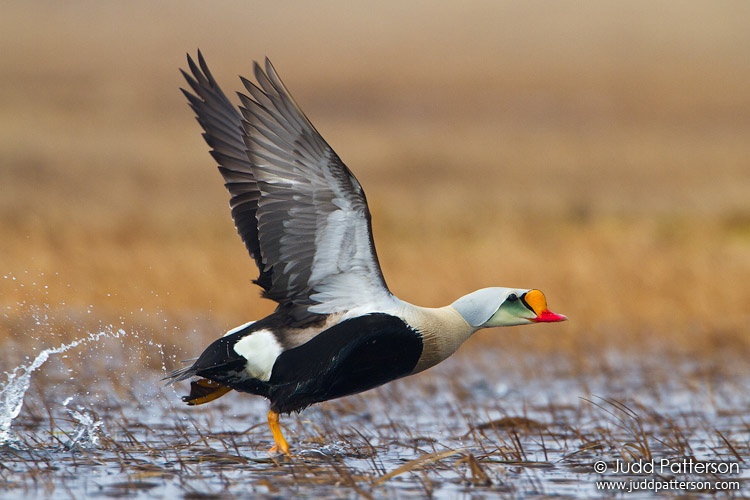 King Eider, Barrow, Alaska, United States