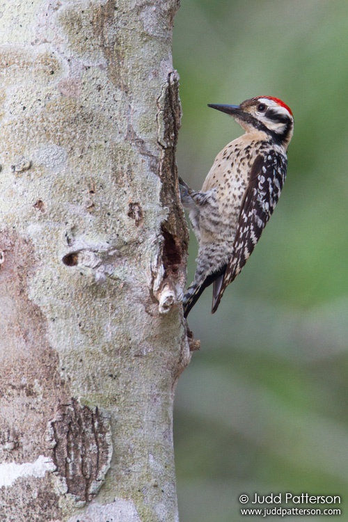 Ladder-backed Woodpecker, Laguna Atascosa National Wildlife Refuge, Texas, United States
