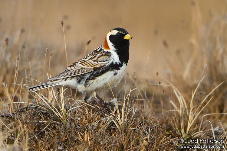 Lapland Longspur, Barrow, Alaska, United States