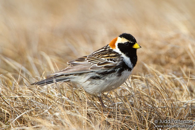 Lapland Longspur, Barrow, Alaska, United States