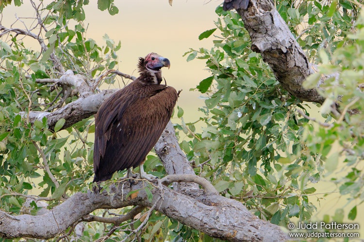 Lappet-faced Vulture, Chobe National Park, Botswana