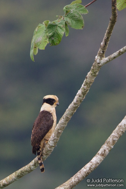 Laughing Falcon, Costa Rica