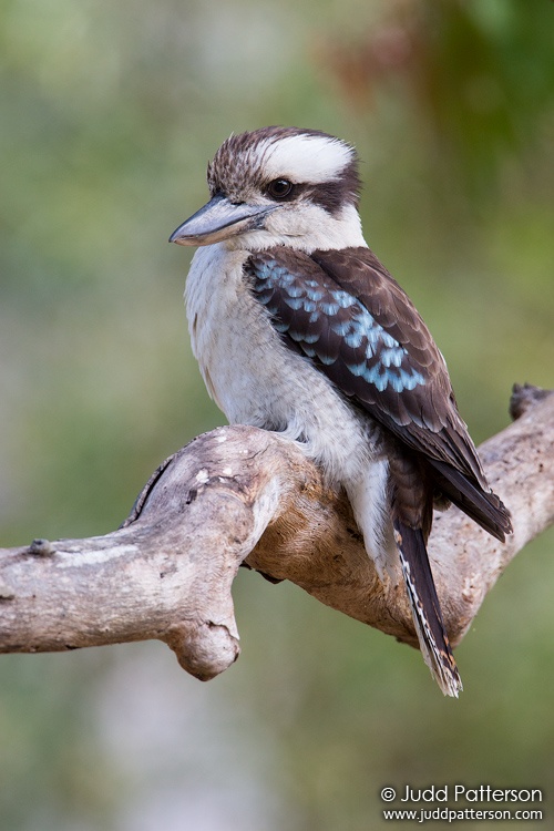 Laughing Kookaburra, Royal National Park, New South Wales, Australia