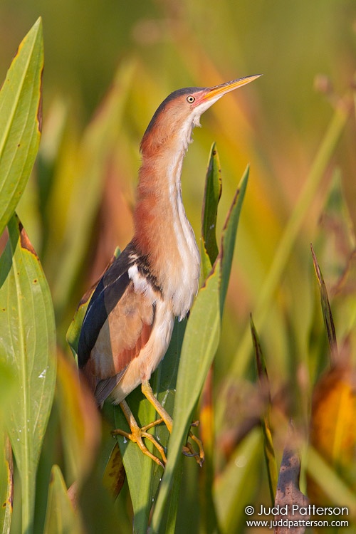 Least Bittern, Viera Wetlands, Florida, United States