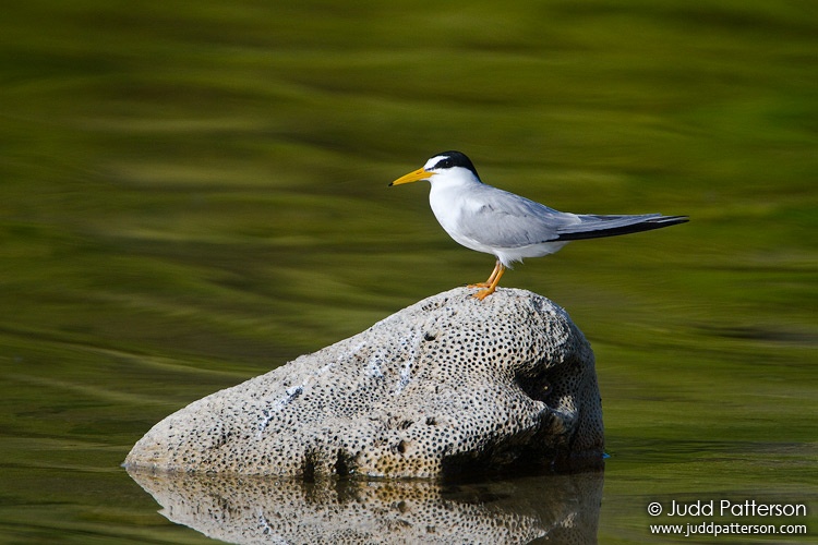 Least Tern, Virgin Islands National Park, St. John, U.S. Virgin Islands, United States