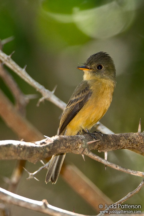 Lesser Antillean Pewee, Guanica State Forest, Puerto Rico, United States