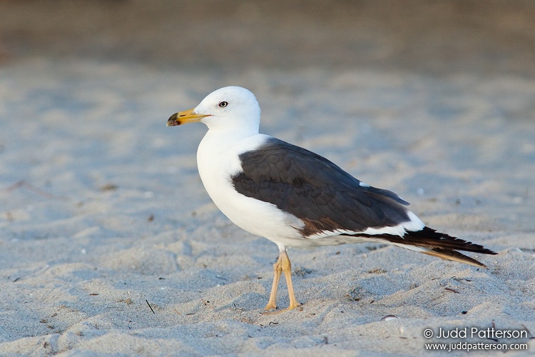 Lesser Black-backed Gull, Crandon Park Beach, Florida, United States