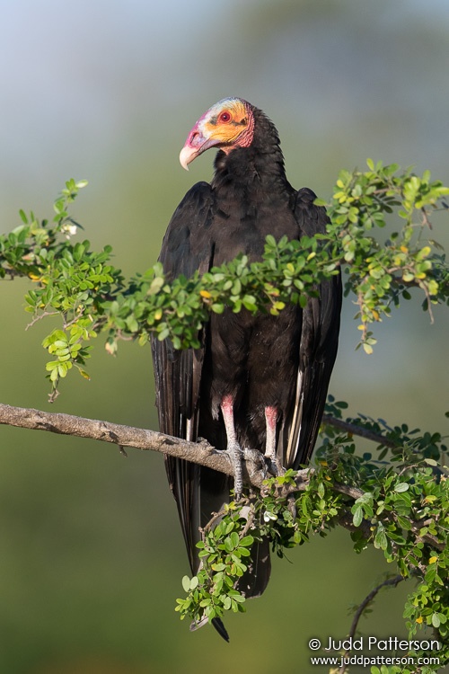 , Crooked Tree Wildlife Sanctuary, Belize