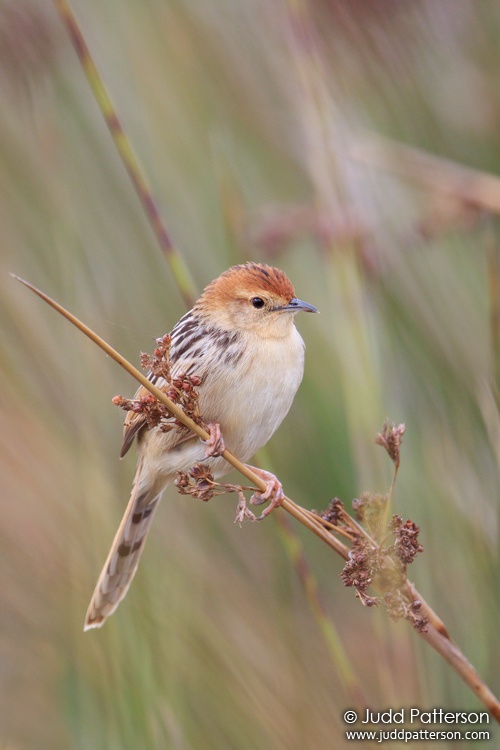 Tinkling Cisticola, South Africa