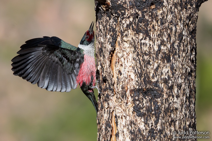 , Roosevelt National Forest, Larimer County, Colorado, United States
