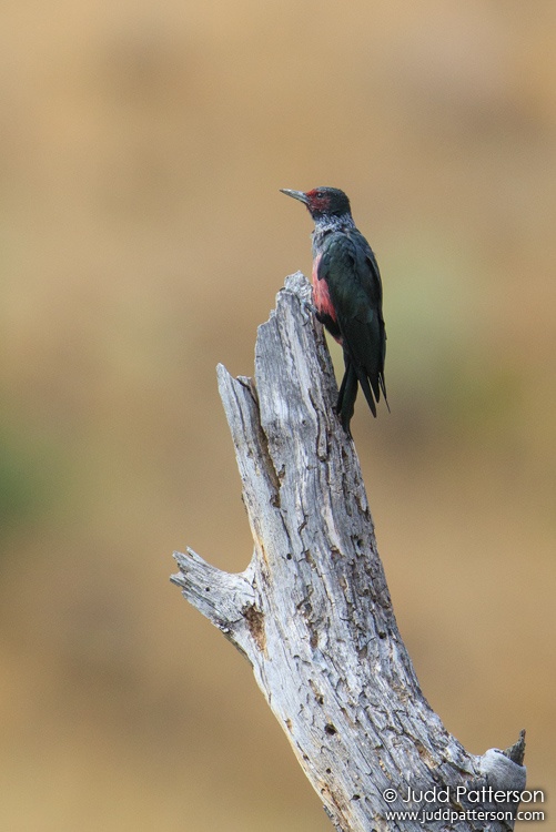 Lewis's Woodpecker, Oak Creek Wildlife Area, Oregon, United States