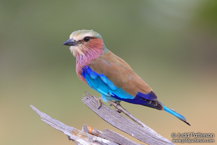 Lilac-breasted Roller, Moremi National Park, Botswana