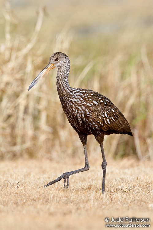 Limpkin, Lake Tohopekaliga, Florida, United States