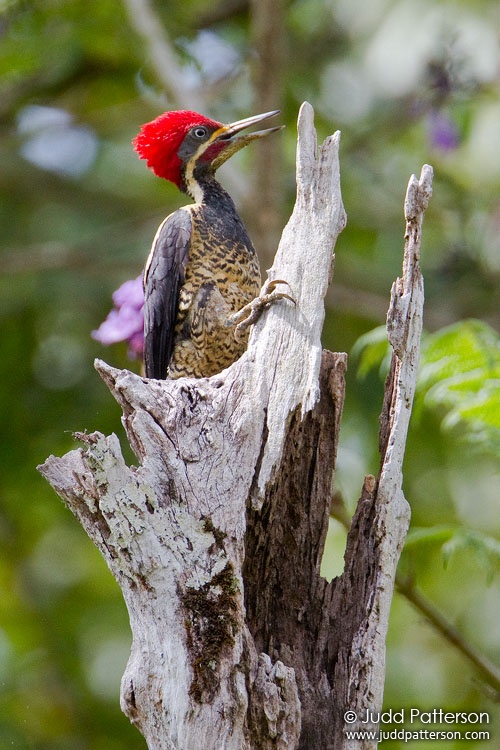 Lineated Woodpecker, Asa Wright Nature Center, Trinidad, Trinidad and Tobago