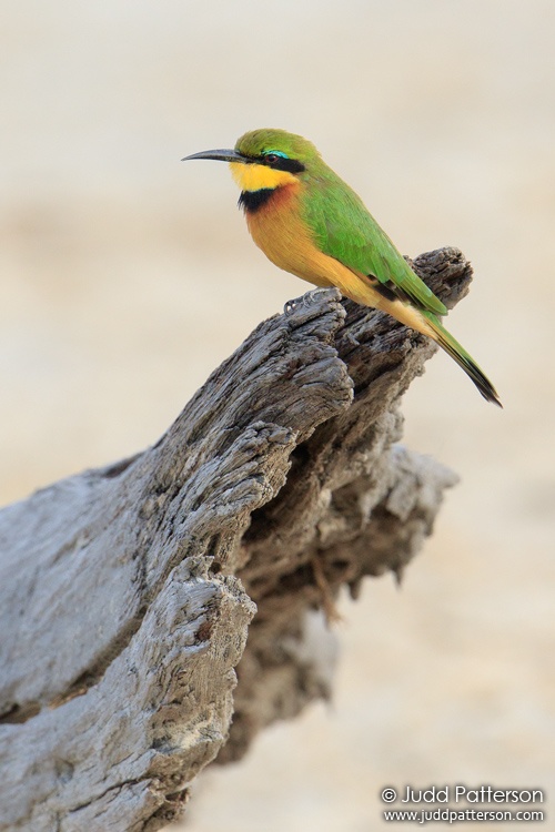 Little Bee-eater, Chobe National Park, Botswana