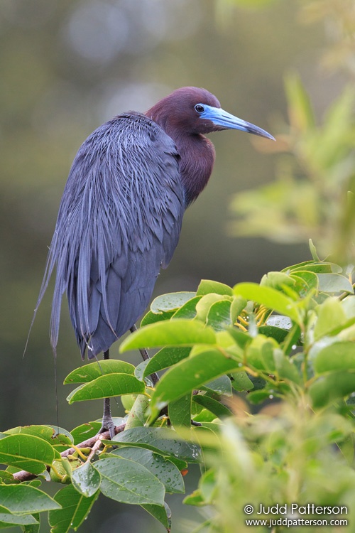 Little Blue Heron, Wakodahatchee Wetlands, Palm Beach County, Florida, United States